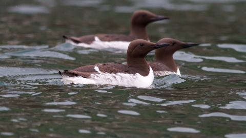 guillemot snelle wight isle guillemots